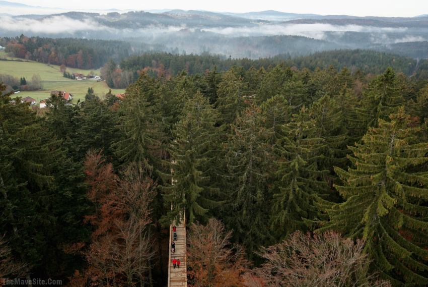TreeTopWalk,Germany.jpg