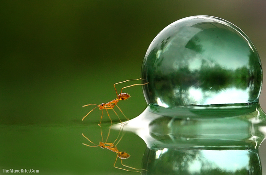 AnAntPushingAWaterDroplet..png