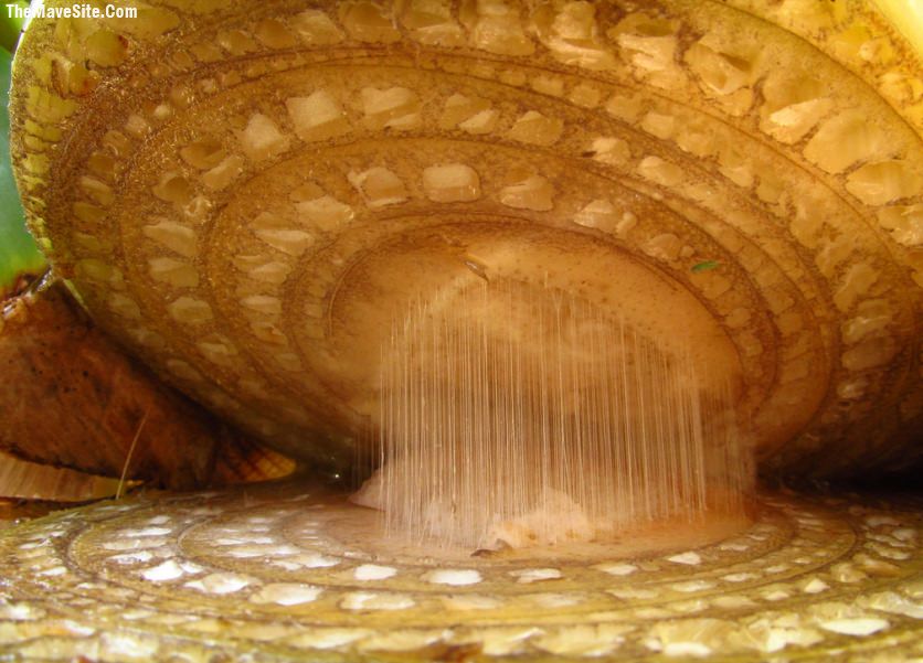 BananaStem.jpg