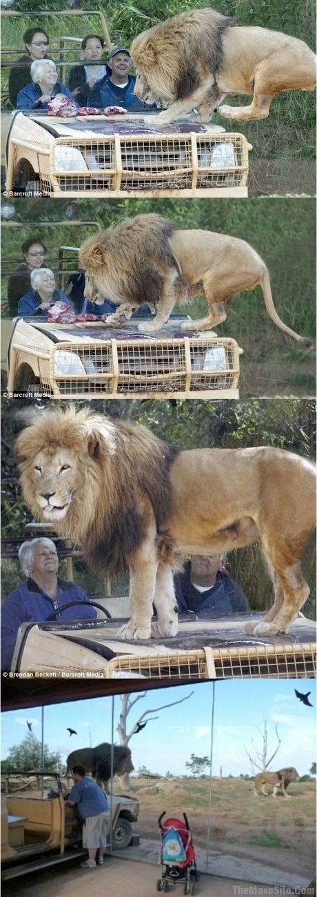 LiveSafari.jpg
