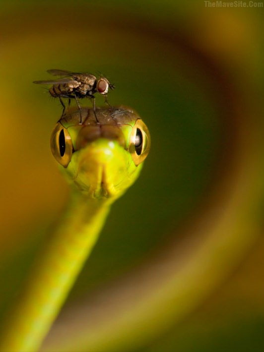 SnakeAndAFlyHangingOut.jpg
