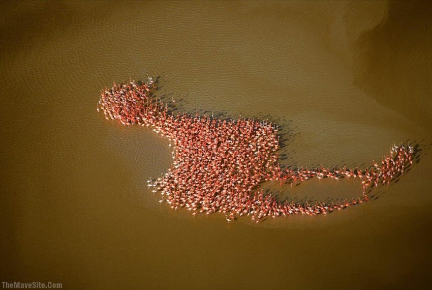 RedundantFlamingos.jpg