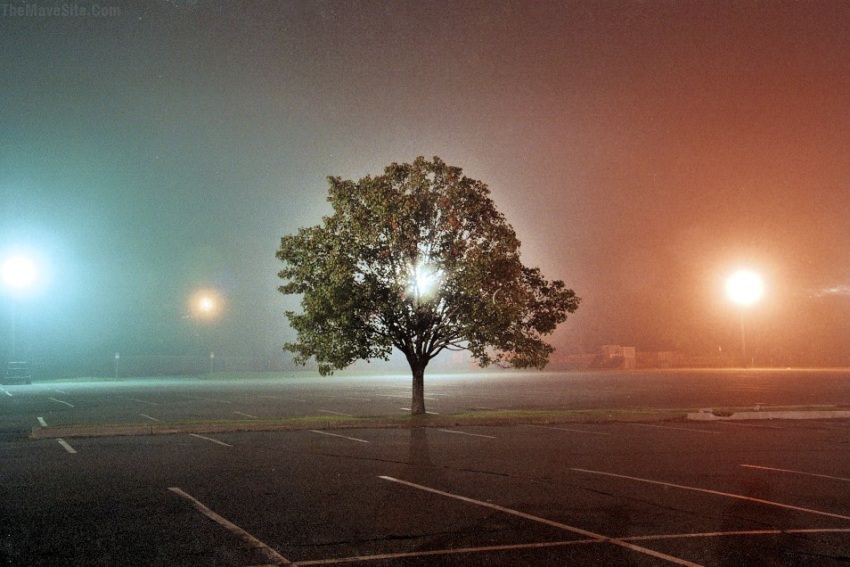 JustATreeOnAParkingLot.jpg