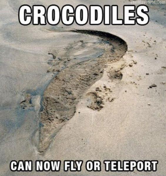 Crocodiles.jpg