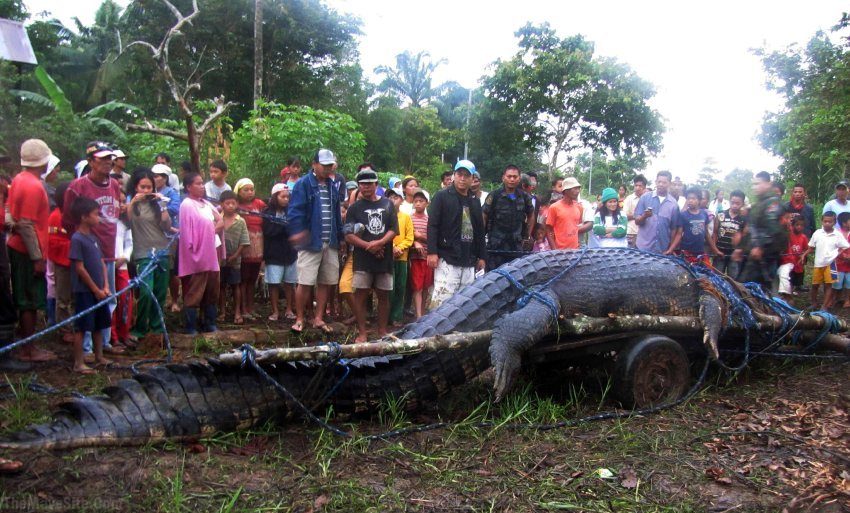 HugeGator.jpg