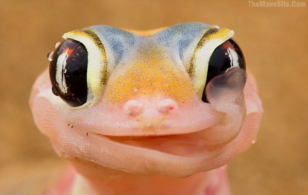 GeckoUsingItsTongueToDrinkDewFromItsOwnEyes..jpg