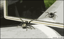 brNBlU3.gif