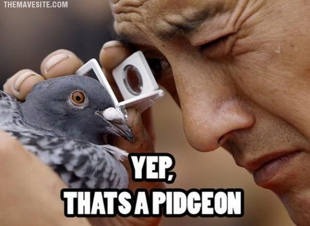 IdentifyingPigeons.jpg