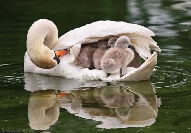 AMotherSwanCarryingHerBabies.jpg