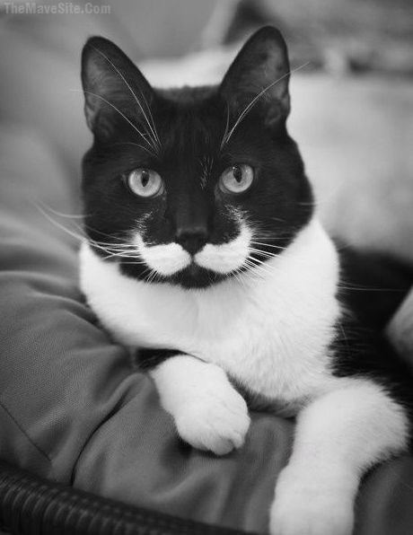 CatStache.jpg