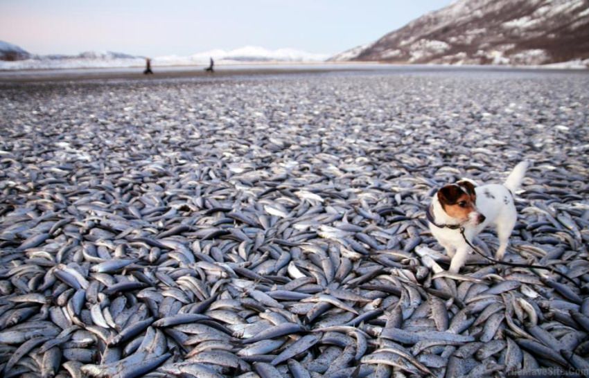 SomethingFishyWentDownHere.jpg