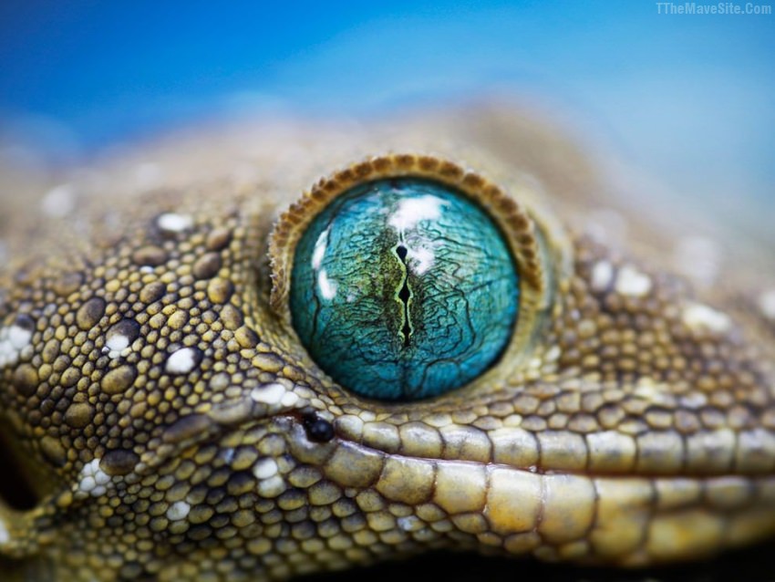 GeckoEye.jpg