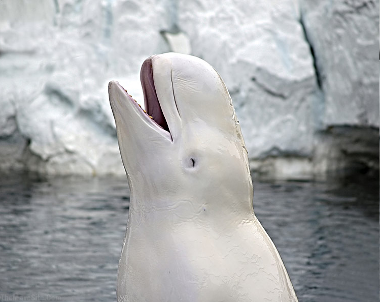 ImAWhaleLol.png