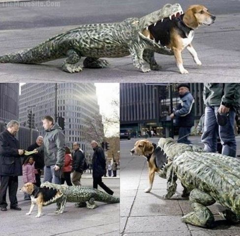 Crocodog.jpg