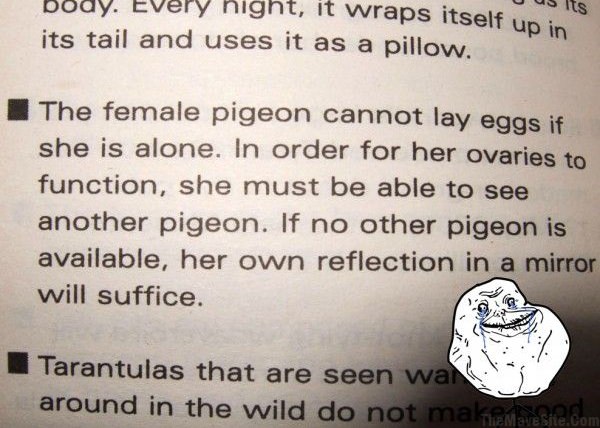 Pigeons.jpg