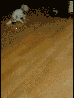 1 (9).gif
