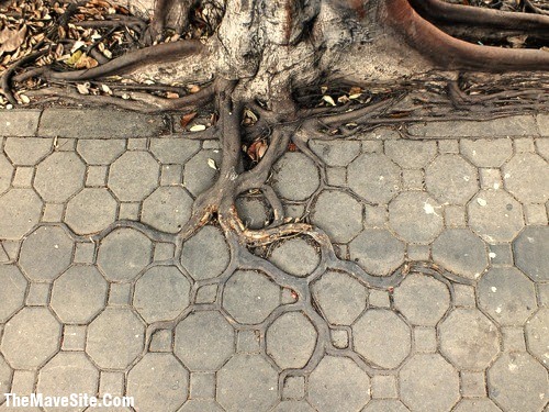 TreeAndSidewalkMerge.jpg