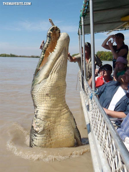 BigCroc.jpg