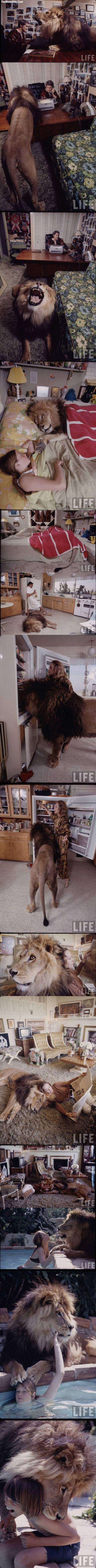 LionPet.jpg