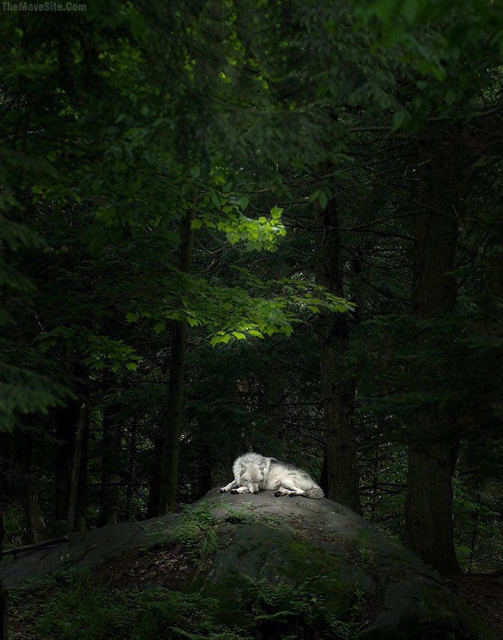 LoneWolf.jpg