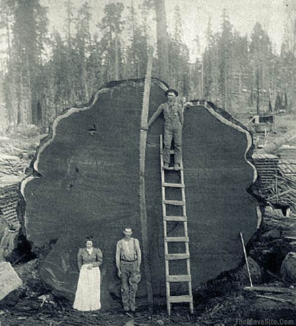 Tree.jpg