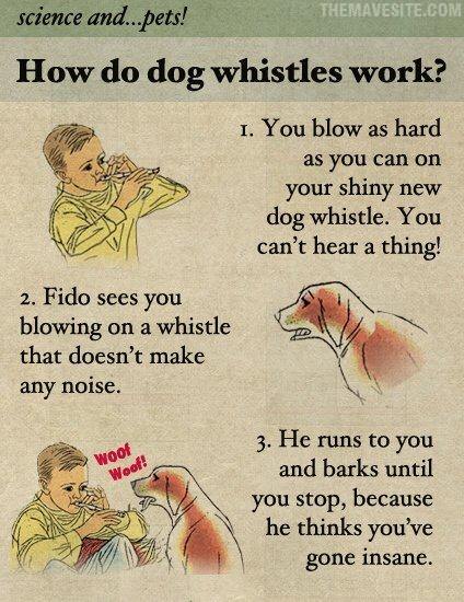 HowDoDogWhistlesWork.jpg