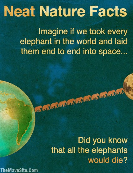 NeatNatureFact-Elephants.jpg