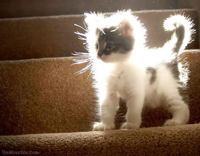 Awwlumination.jpg