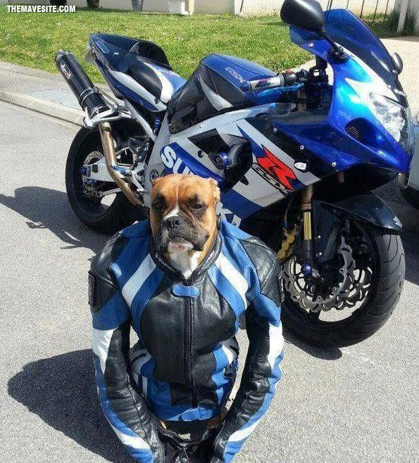 BikerDog.jpg