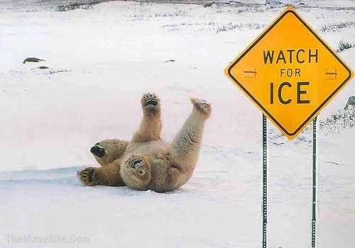 ScientificTheoryConfirmed-BearsCantRead..jpg