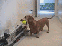 hdIFP.gif