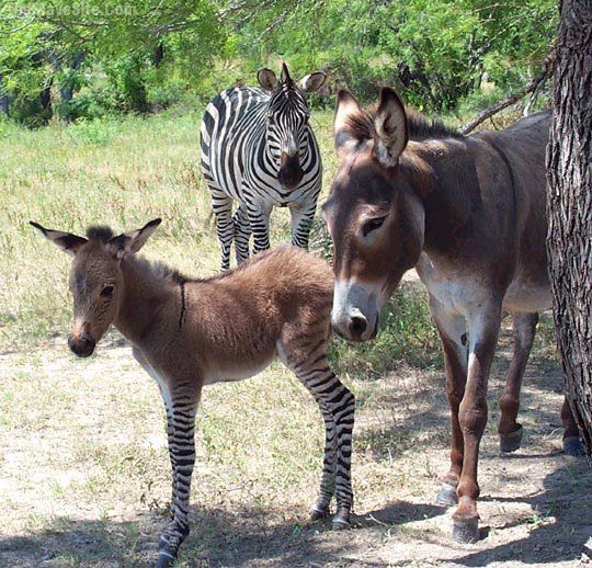 Zonkey.jpg
