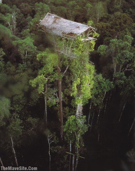 WorldsHighestNativeTreeHouse.jpg