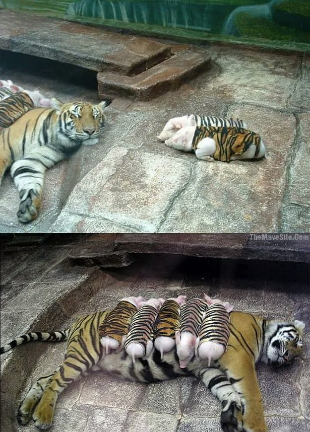 TigerPigs.jpg