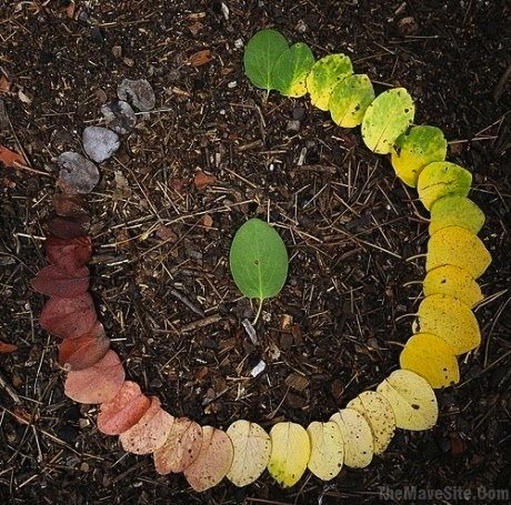 LifeCycleOfALeaf.jpg