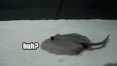 7wZg1t4.gif