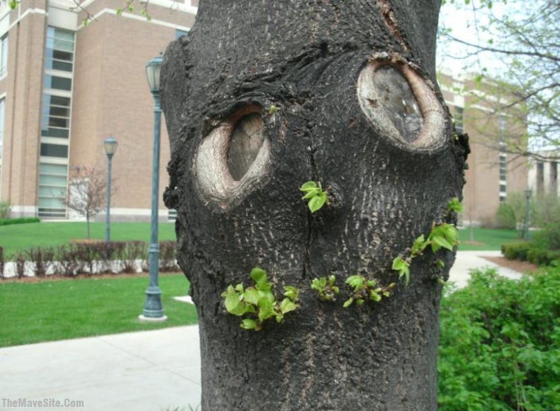 HappyTree.jpg