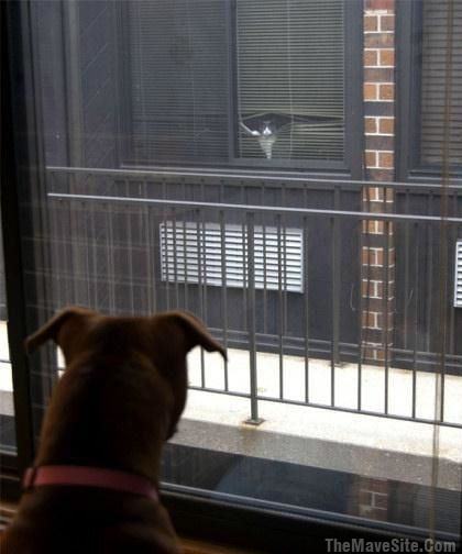 TheStare-Down.jpg