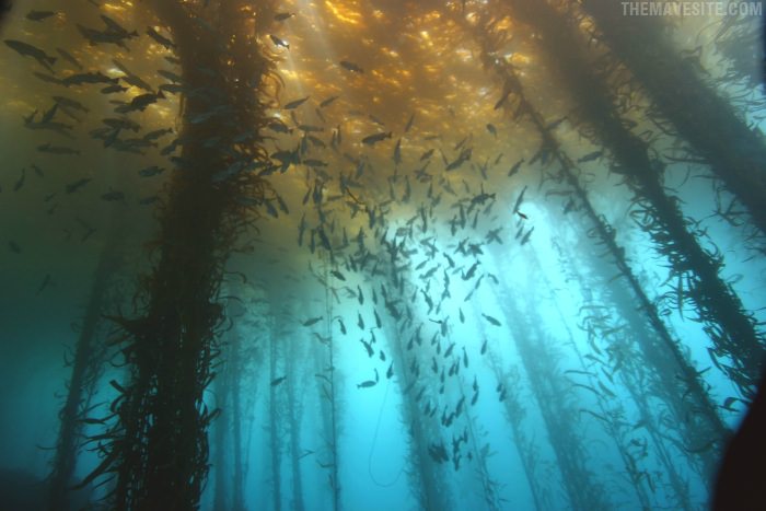 UnconventionalForest.jpg