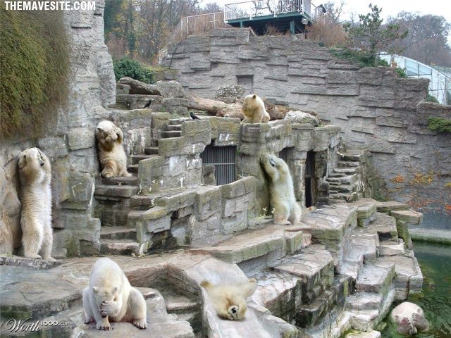 PolarBearsSuckAtPlayingHideAndSeek.jpg