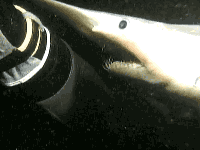 v9QY2wS.gif