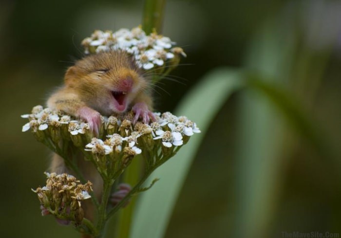 FlowersMakeMeHappy.jpg