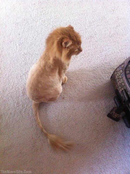 LittleLion.jpg