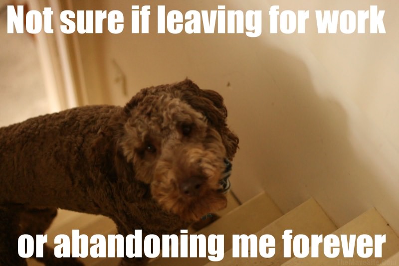 SillyDog.jpg