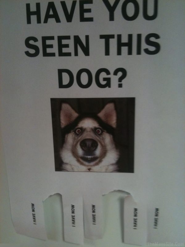 HaveYouSeenThisDog.jpg