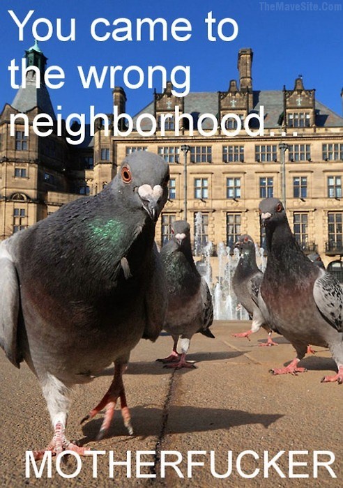YouCameToTheWrongNeighbourhood.jpg