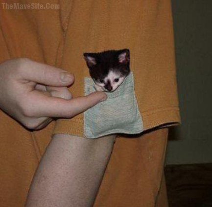 KittenPocket.png