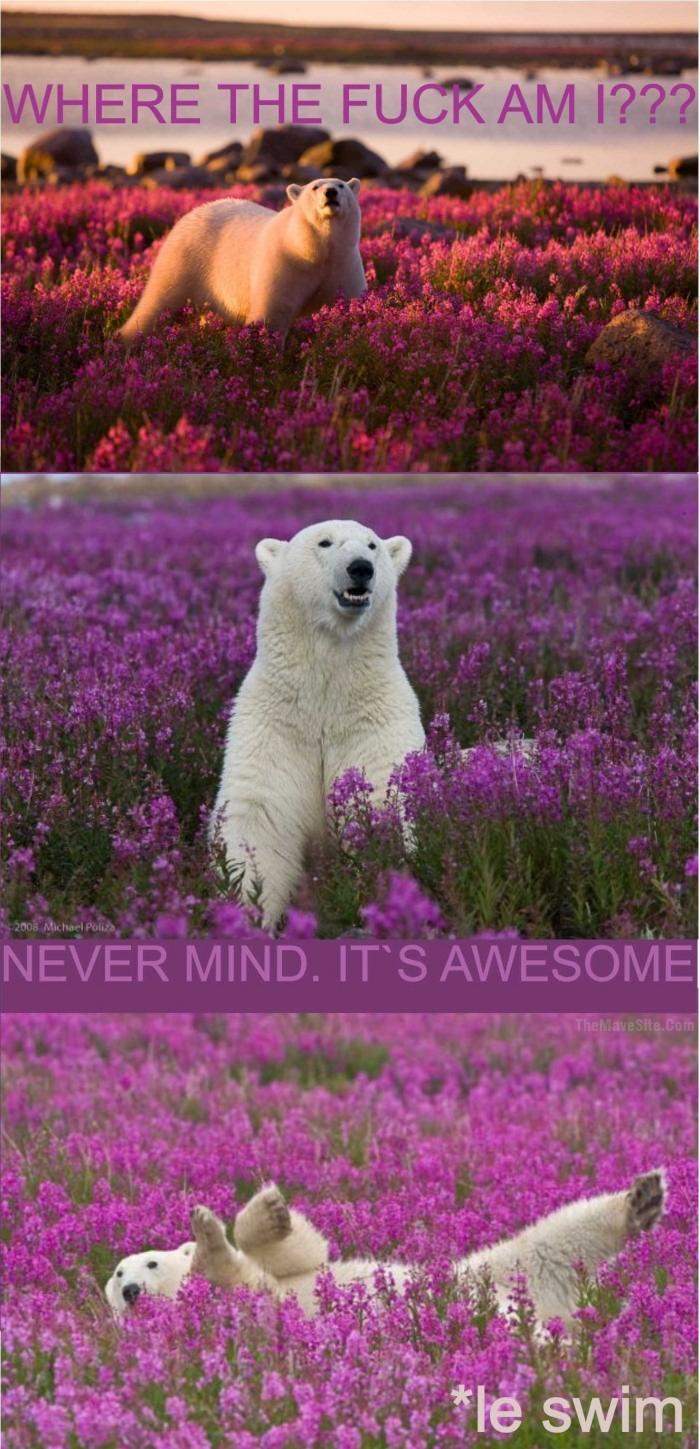 PolarBearTripping.jpg