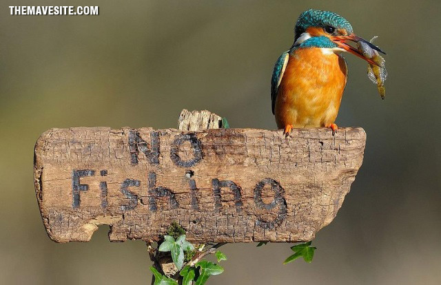 NoFishing.jpg