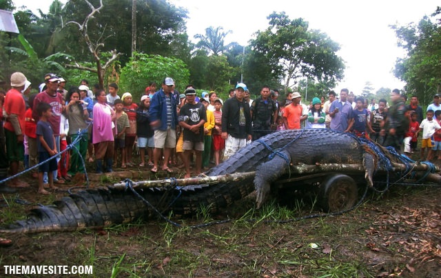 BigAlligator.jpg